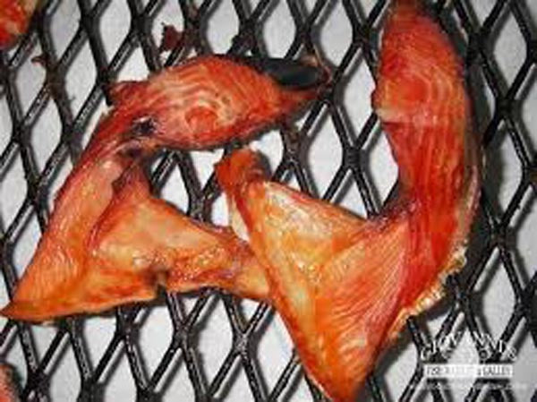 Fish Collars: Fishermen’s Best Kept Secret