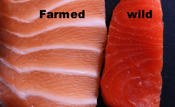 Wild Caught Vs. Farmed Salmon