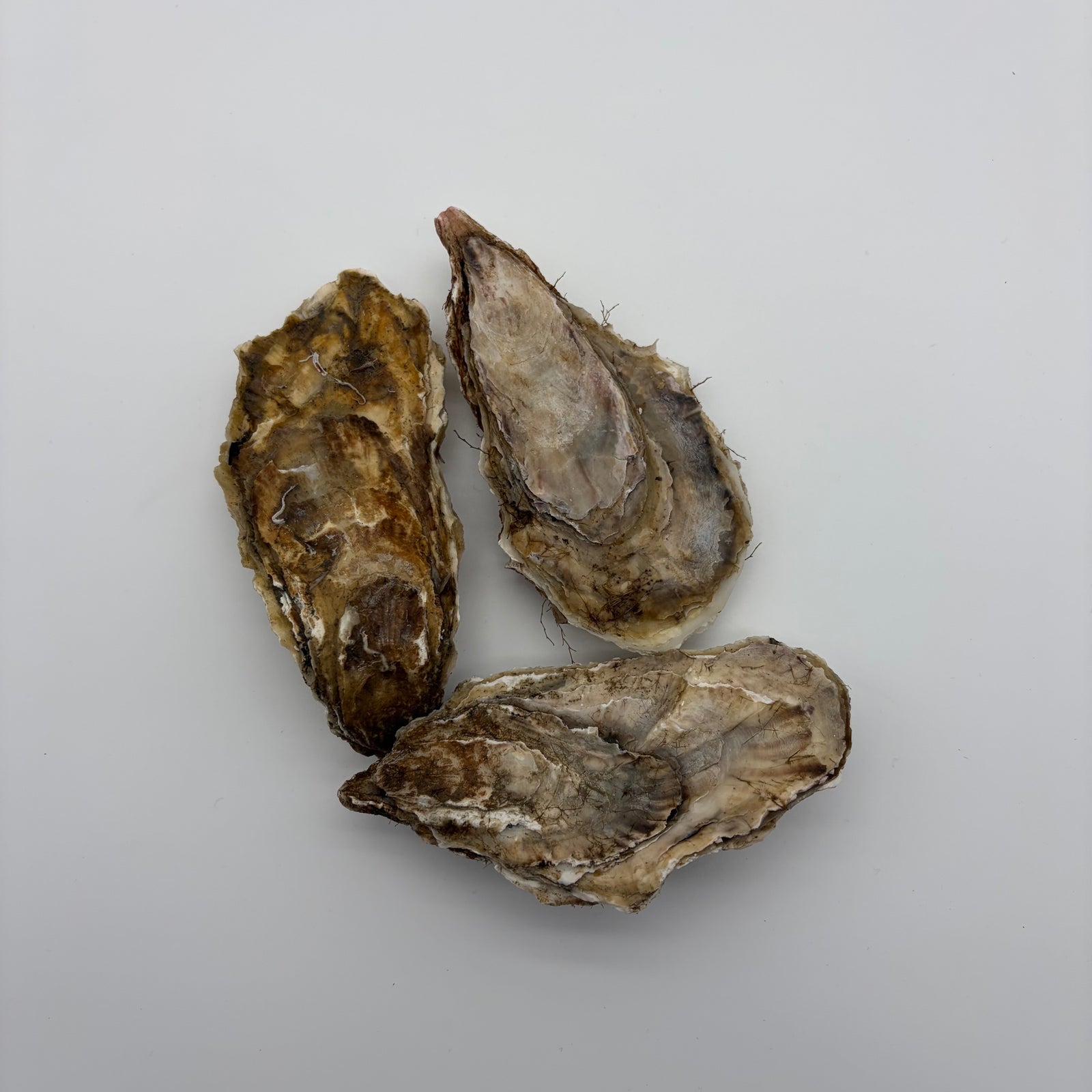 Fresh Alaskan Kachemak Bay Oysters 5 Dozen