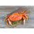 Dungeness Crab 2# and Larger